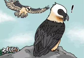 骨が大好物なヒゲワシのお話