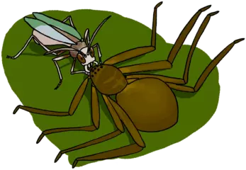 幼虫にクモを食べさせる昆虫のお話