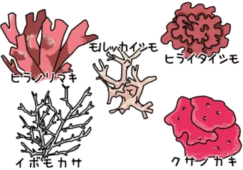 石になってしまう海藻がある