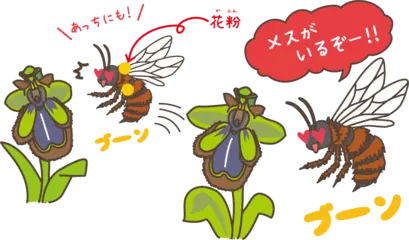 ハチをダマす、そっくりの花