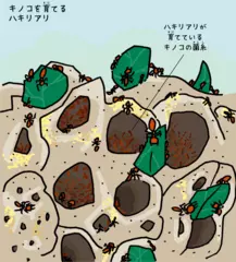 キノコを育てるのは人間だけじゃない