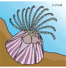 フジツボは貝じゃないってほんとう？