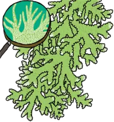 むくむくしたコケの葉の働き