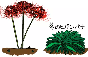 あまのじゃくな植物、ヒガンバナ