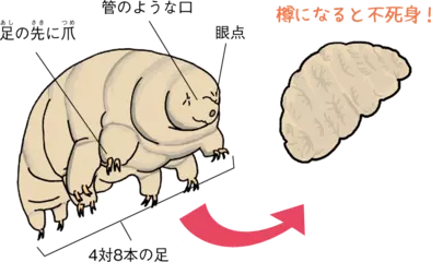 クマムシはなかなか死なない！