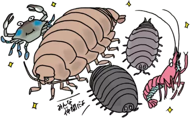 ダンゴムシは海からやってきた