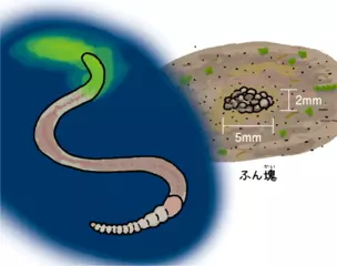 光るミミズはなぜ光る？