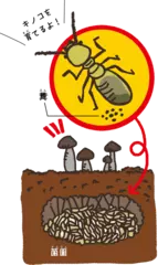 キノコを育ててエサにするシロアリがいる