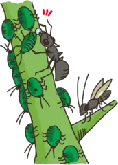 昆虫のおしっこがほかの昆虫を育てる