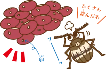 豆の上に卵をうむかしこいマメゾウムシ