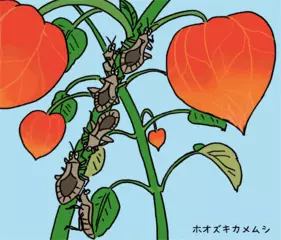 カメムシはにおいを使いわける