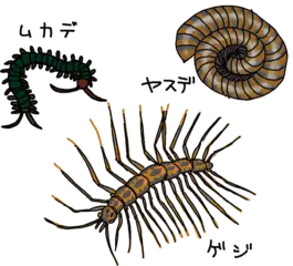 ゲジがはうと頭がハゲるってほんとう？