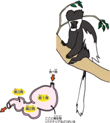 ウシのようなサルがいるってほんとう？