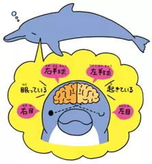 イルカは片目ずつつぶって眠る