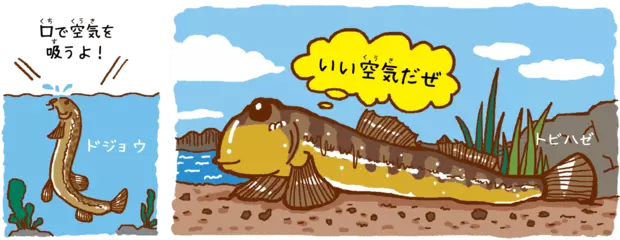 ビックリ！魚なのにおぼれてしまう？