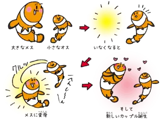 クマノミのお父さんはあとでお母さんになる？