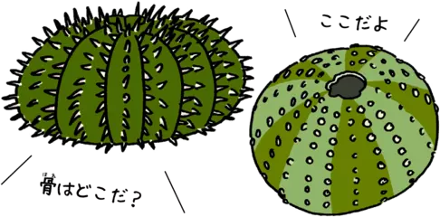 ウニの体にも骨はある？