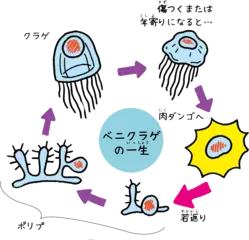 早死にするクラゲと何度も若返るクラゲ