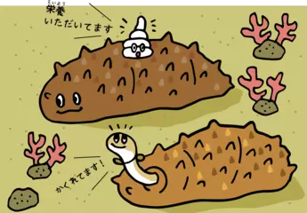 ナマコを利用するいろんな生き物たち