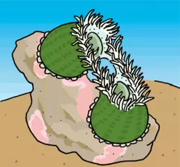 体がちぎれてふえる海の動物たち