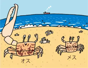 ハクセンシオマネキの大きなハサミ