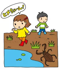 雨が降るとおぼれてしまう水生昆虫がいる