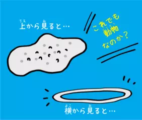 神経も筋肉もない！ ナゾだらけの動物