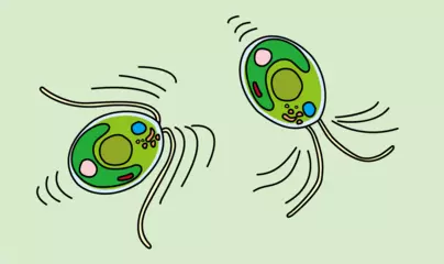 猛スピードで泳ぐ小さな生き物