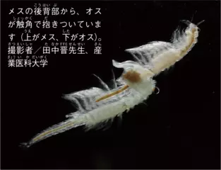 塩湖で変幻自在に生きるアルテミアのお話