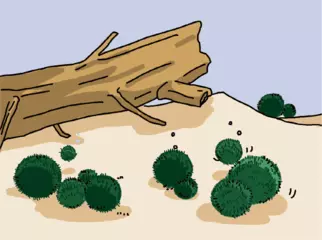 マリモはどうして丸くなるの？