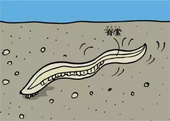 ナメクジウオはナメクジ？ 魚？