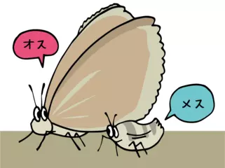 はねがない、フユシャクガのお話