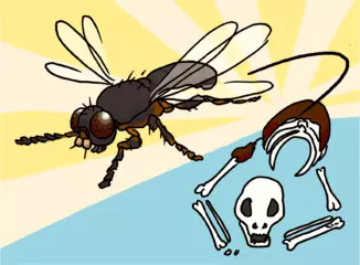 白骨の中から発生するハエ