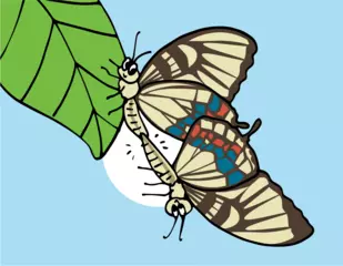 チョウはお尻に目がある