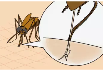 カはなぜ血を吸うのか？