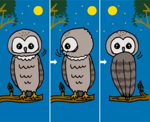 フクロウの首はぐるっとまわって真後ろが見える？