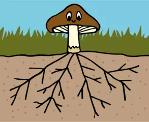 世界最大の生き物はキノコ！？