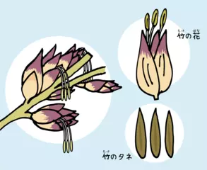 竹の花は数十年に1度咲く