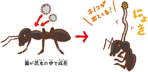 虫からでるキノコってなんだ？