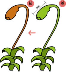 たき火の跡が好きなコケのヒミツとは？