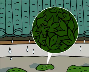 銅があるところにホンモンジゴケあり！