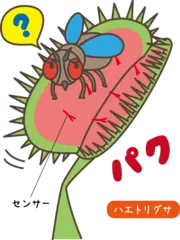 ビックリ！ 虫を食べる植物のお話
