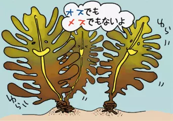 ワカメはオス？ メス？
