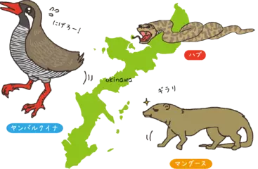 マングースはなぜ沖縄にいてはいけないの？