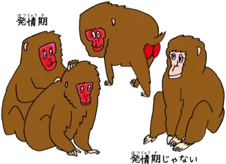 ニホンザルのおしりや顔はなぜ赤い？