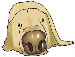 イヌの鼻が濡ぬれているのはなぜ？