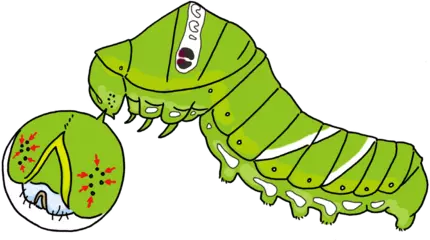 イモムシの目はどこにある？