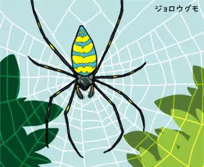 ジョロウグモの背中はなぜしましまなの？