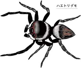 ハエトリグモの目はどうして大きいの？