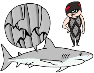 サメの肌がざらざらしてるってホント？